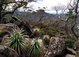 Image result for Huberantha mossambicensis