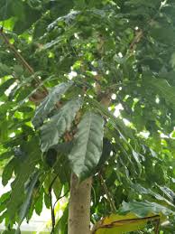 Image result for Khaya anthotheca