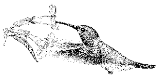 Find A Designer 2019 Bringing Back The Natives Garden Tour