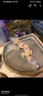 My wife and I recently lost our bearded dragon. He lived a long happy life  but we don't want to get another one. We have two massive colonies of bugs.  One dubia