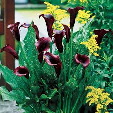 Image result for Zantedeschia