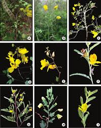 Image result for Chamaecrista wittei