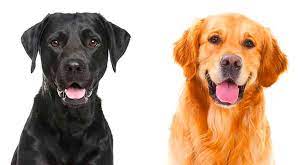Black Lab Golden Retriever Mix Temperament Health And Puppies