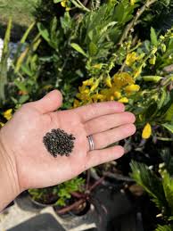 Image result for Crotalaria vasculosa