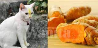 Nara) ncs release music provided by. Sapu Kunyit Pada Batang Hidung Rawatan Alternatif Sembuhkan Demam Selesema Kucing