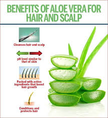 It can reduce hair breakage. Effective Tips On Using Aloe Vera For Hair Growth Femina In