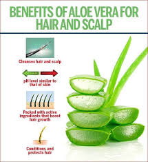 Over time, the ruined hair will result in hair breakage and hair loss, which make your hair thinner and unhealthy. Effective Tips On Using Aloe Vera For Hair Growth Femina In