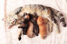 Pin On Cat Tips Information
