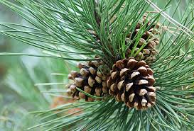 Image result for Pinus nigra
