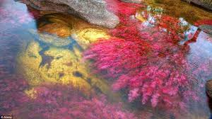 Pegunungan roraima, venezuela merupakan pemadangan negeri di atas awan yang sangat memukau. Menakjubkan Ada Sungai Pelangi Di Kolombia Lifestyle Liputan6 Com