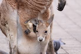 Smaller than 1 and a half inches and weighs less than 1 gram baby kangaroo (joey) then finds its way up to the mother's pouch and enters it. Baby Kangaroo In Pouch Baby Kangaroo In Pouch Kangaroo Animals