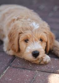 English goldendoodle color varieties teddybear goldendoodles. Mini Goldendoodle Cost Mini Goldendoodle