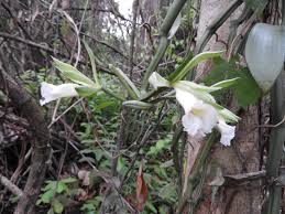 Image result for Vanilla polylepis