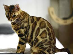 That brush removes all the loose hair easily and. Bengal Cat Hypoallergenic Do Bengal Cats Shed