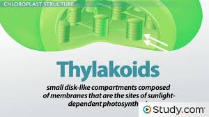 Chloroplast, found in plant cells and some protists such as algae and cyanobacteria, is a cell organelle known as a plastid. Chloroplast Structure Chlorophyll Stroma Thylakoid And Grana Video Lesson Transcript Study Com