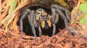 Learn about poisonous wolf spider bite, symptoms, and treatment. The Australian Wolf Spider Is It Dangerous