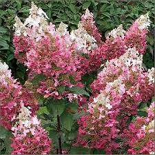 Image result for Gaertnera paniculata