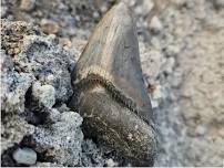 Fossil Recovery Exploration with Chris Mandell
