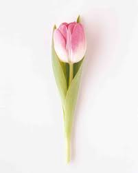 Your Ultimate Guide To Flower Meanings Flower Meanings Tulips Types Of Flowers
