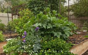 Image result for eustoma lisianthus in garden