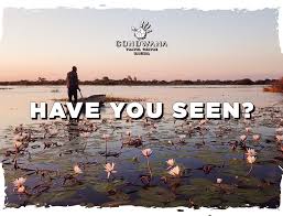 Image result for Nymphoides thunbergiana