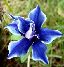 Japanese Morning Glory Double Blue Picotee Morning Glory Flowers Morning Glory Seeds Bonsai Flower