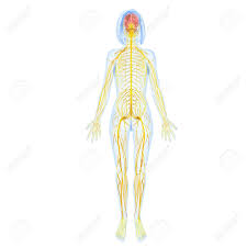 View, isolate, and learn human anatomy structures with zygote body. Female Nervous System Full Body Back View Stock Photo Picture And Royalty Free Image Image 15181682