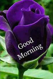 I Love You Baby Good Morning Roses Good Morning Flowers Good Morning Flowers Rose