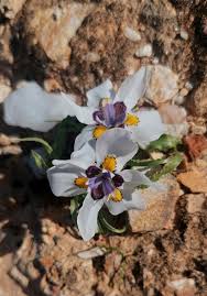 Image result for Moraea simulans