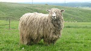 Image Result For Lincoln Sheep Sheep Breeds Sheep Sheep Face