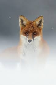 Check spelling or type a new query. Brown Fox Wallpaper Iphone 2021 3d Iphone Wallpaper