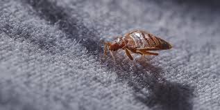 The population is around 171,016 and 438,095 in its metropolitan area. Bed Bugs Coastal Pest Control Of The Treasure Coast Inc