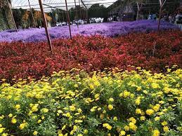 Cameron highlands is located in the state of pahang and its offer visitors unbelievable cool getaway escaping the heat of the low lands. Another Flower Garden At Cameron Highlands Review Of Cameron Lavender Brinchang Malaysia Tripadvisor