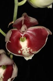 Image result for Eggelingia