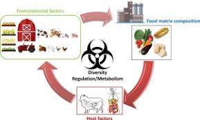Listeria monocytogenes is a type of bacteria that can cause food poisoning. Factors Contributing To Listeria Monocytogenes Transmission And Impact On Food Safety Sciencedirect