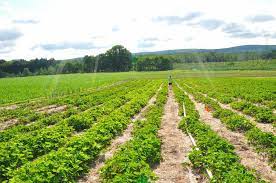 You can load the map to see all places where to pick strawberries in connecticut, ct for a better overview and navigation. Local Strawberry Season Has Arrived Tolland Ct Patch