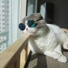 Make a meme make a gif make a chart make a demotivational flip through images. 200 Cats In Sunglasses Ideas In 2021 Cats Cool Cats Cute Cats