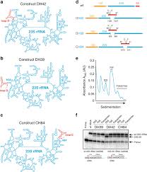 The 16s rrna gene is the dna sequence corresponding to rrna encoding bacteria, which exists in the 16s rrna is a ribosomal rna necessary for the synthesis of all prokaryotic proteins and has the. Ribosome Engineering Reveals The Importance Of 5s Rrna Autonomy For Ribosome Assembly Nature Communications