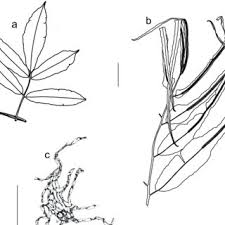 Image result for Didymoglossum erosum