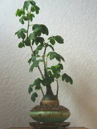 Image result for Adenia glauca