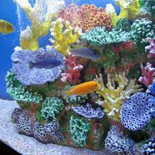 4k00:24beautifu coral canyon, red sea, marsa alam, abu dabab, egypt. Amazon Com Instant Reef Dm048pnp Large Artificial Coral Inserts Decor Fake Coral Reef Decorations For Colorful Freshwater Fish Aquariums Marine And Saltwater Fish Tanks Aquarium Decor Ornaments Pet Supplies