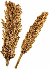 Image result for Sorghum bicolor