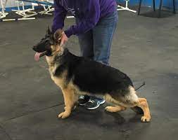 We are seeking a limited number of serious individuals who really care about the future of our german shepherd breed and wish to participate in our growing german shepherd import program. German Shepherd Puppies For Sale Springfield Il 128949