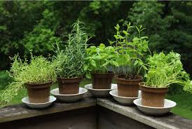 Dans le salon la cuisine ou meme la chambre les plantes de la maison apportent une agreable touche de verdure et de naturel. Jardinage Mon Balcon De Plantes Medicinales