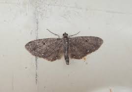 Image result for Eupithecia tripunctaria