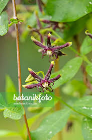 Image result for Periploca