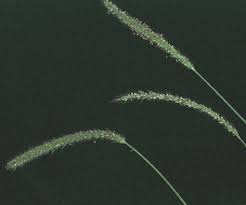 Image result for Setaria incrassata