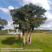 Image result for Strychnos cocculoides