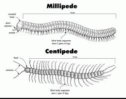 Anggota yang sangat banyak, menyangkut kira. 960 Koleksi Gambar Hewan Berkaki 2 Hitam Putih Terbaik Gambar Hewan