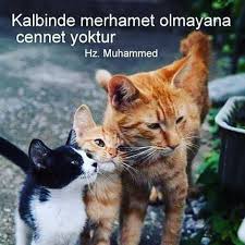 Merhametle Ilgili Resimli Sozler Webtoz 2020 Hayvan Sozleri Hayvan Haklari Komik Hayvan